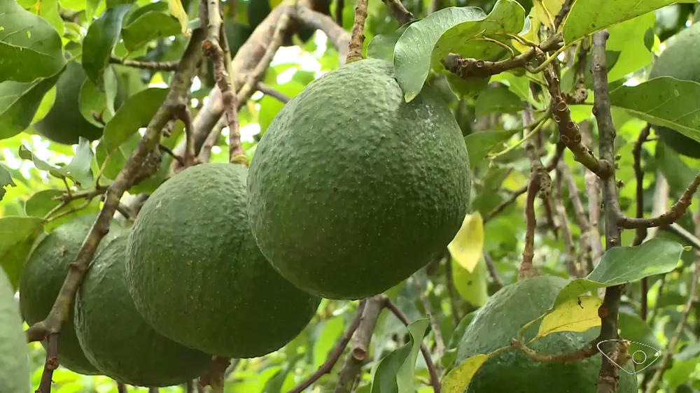 Por que o cultivo de abacate virou ameaça ao meio ambiente